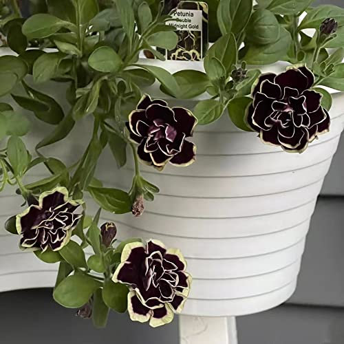 Semillas De Petunias Colgantes Petunias Semillas - Petunia Hybrida Surfinias - Bonsáis Naturales De Interior - La Pieza Central Perfecta 500 Piezas