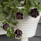 Semillas De Petunias Colgantes Petunias Semillas - Petunia Hybrida Surfinias - Bonsáis Naturales De Interior - La Pieza Central Perfecta 500 Piezas