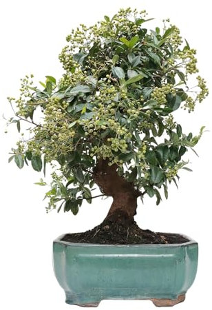 Bonsái de Pyracantha, Árbol Espino de Fuego, Ref.14633 cm, Maceta Verde