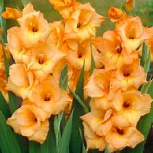 Perennial,Gladiolus Bulbs, Hardy, Professional for Beautiful Garden Displays-6 Bulbs-I