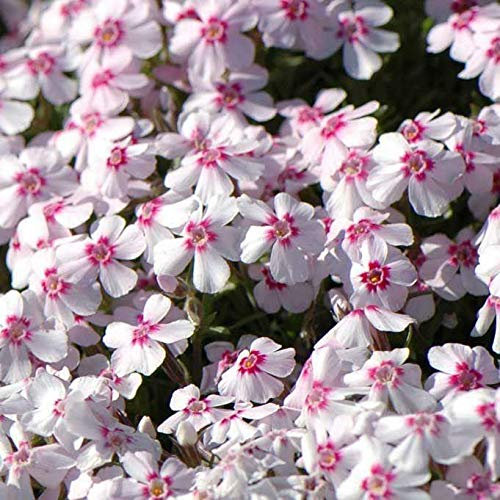 Portal Cool Pack X6 Phlox Subulata 'Pharaos Red Eye' Stauden n Evergreen