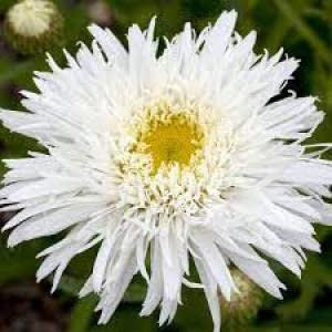 Leucanthemum x superbum ‘Sante’- Perennial Plant That is Ready to Plant Out- Comes Back Every Year (Hardy) - Flowers from Summer to Autumn (Middleton Nurseries) (P9(9cm Pot))