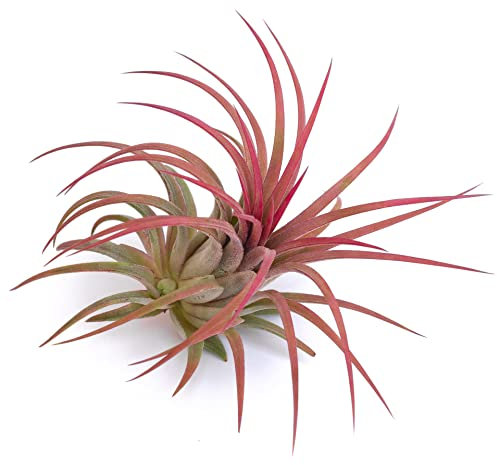 PLANDAIRE - Tillandsia ionantha intensive rote Farbe - Luftpflanzen Tillandsien - Luftwurzelpflanze für die Vivariumdekoration - Air Plant Red - Zimmerpflanzen tillandsien pflanzen echt (1)