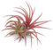 PLANDAIRE - Piante Tillandsia Vera Sospesa Ionantha Rosa - Piante Aeree Vive Colore Rosso Intenso - Pianta Figlia del Vento Pianta Vera Da Interno - Air Plant - Piante da Casa tillandsias Red (1)