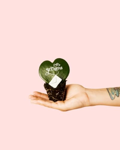 Hoya Kerrii Je T´aime Mini | Comprar Online | Pur Plant