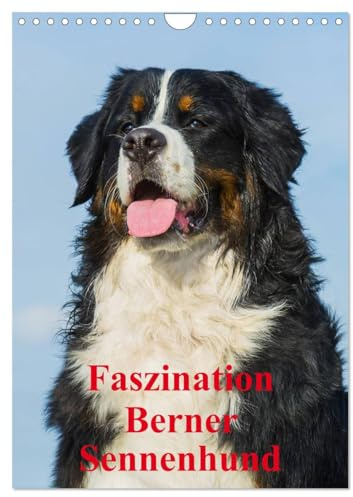 Faszination Berner Sennenhund (Wandkalender 2026 DIN A4 hoch), CALVENDO Monatskalender: Auf 13 bezaubernden Fotos begleiten uns Berner Sennenhunde durch das Jahr (CALVENDO Tiere)