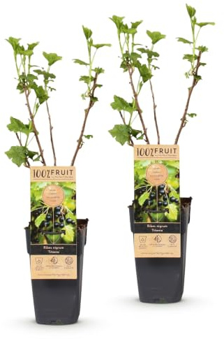Plantas de Grosellero Negro Titania, para Jardín, Negro, Set de 2