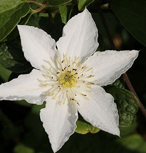 Clematis Yukikomachi 60–80 cm – Winterhart & Mehrjährig & Pflegeleicht – Waldrebe – Kletterpflanze für Pergola & Rankhilfe