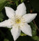 Waldrebe Yukikomachi 60-80cm - Clematis