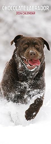 Labrador Chocolate Slim Kalender 2024