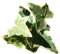 100 x Echtes Efeu Ableger -Hedera helix- ''Kletterpflanze/Winterhart''