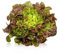 DECOALIVE Semillas Lechuga Hoja de Roble para Cultivar en Casa