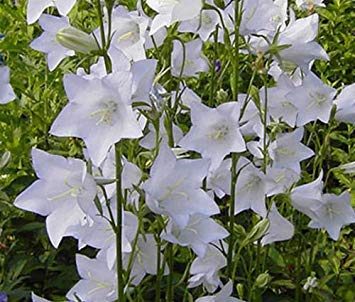 500 Seeds - Schöne Glockenblume Willow Peach Leaved Weiß Campanula persicifolia