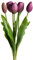 Botanic-Haus künstliches Tulpenbündel Holland mit 3 Tulpen und 2 Tulpenknospen real Touch (aubergine)