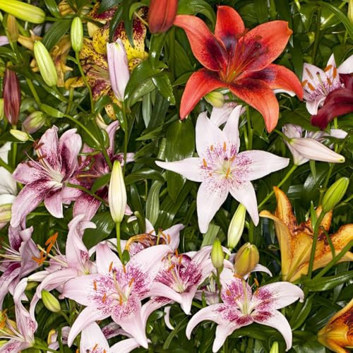 5 pcs lilien zwiebeln winterhart mehrjährig - extrem winterharte kübelpflanzen lilie baumlilien Hydrokultur, stauden winterhart mehrjährig blumenzwiebel balkon pflanze pflanzenkübel