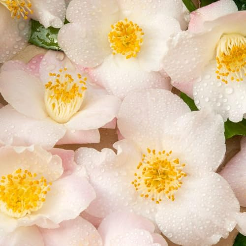 Camellia Japonica ‘Winter Perfume Pearl’ – Compact, Container-Friendly Shrub, Fragrant Flowers and Dense Evergreen Foliage, Perfect for Shade and Patio Gardens - 15 cm Pot x1 by Thompson and Morgan