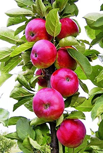 Säulenapfel Dgin, Säulen Apfelbaum, Яблоня колоновидная Джин