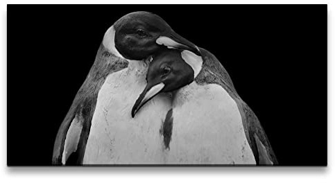 Paul Sinus Leinwandbild 120x60cm Pinguine Pärchen Schwarz Weiß Tierfotografie Romantisch