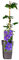 Clematis | The President | Waldrebe | dunkelblau | mehrjährig | winterhart | 30-50cm | Kletterpflanze | Gartenpflanze | Blühend | Klematis | topfgewachsen | 1,7 Liter Topf