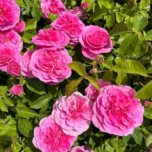 Englische Rose 'Gertrude Jekyll' (Ausbord), rosa, Doppelbogen, Topf 10 Liter