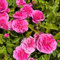 Englische Rose 'Gertrude Jekyll' (Ausbord), rosa, Doppelbogen, Topf 10 Liter