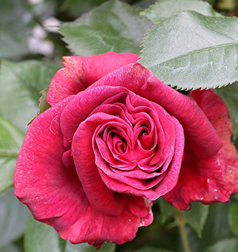 Kletterrose Red Flame® 30-60cm