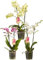 Ferrarium Nourriture pour orchidée - NPK 20-12-20+3MgO+TE - 100 g - Pour Phalaenopsis Dendrobium Oncidium Paphiopedilum
