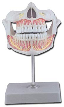 Gima 40205 - Modelo de dentado permanente, paquete de 1 unidad