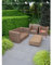 Taxus media Hillii 40-50 cm. 15 Koniferen. Nicht-Fruchtende Eibe. Eibenhecke