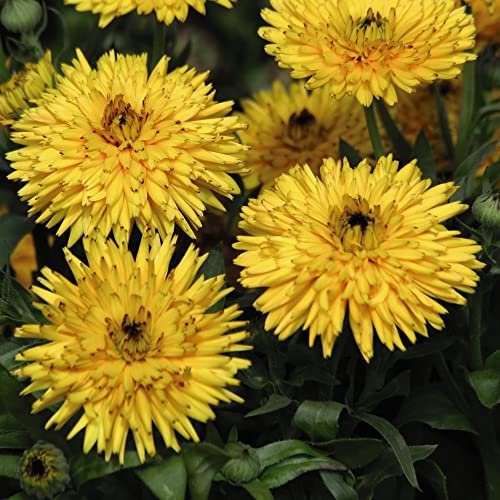 Calendula officinalis 'Calexis Yellow' English Pot Marigold Hardy Annual Flower Seeds Easy to Grow Your Own Outdoor Garden Flower Plants 1x Pack Seed (Approx. 20 Seeds) by Thompson and Morgan