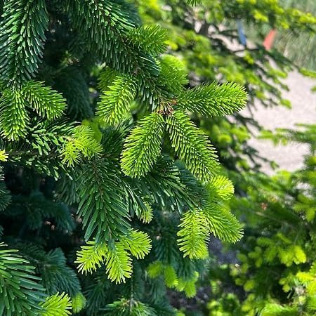 Nordmanniana - Semi per albero di Natale, 10 pezzi, verde