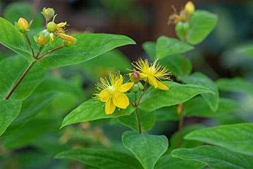 Hypericum perforatum 9x9 cm Topf – Winterhart, Mehrjährig, Pflegeleicht – Johanniskraut – Staude für Beet & Kräutergarten