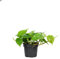 Philodendron Scandens - Piante da interno - cm Vaso - Altezza cm