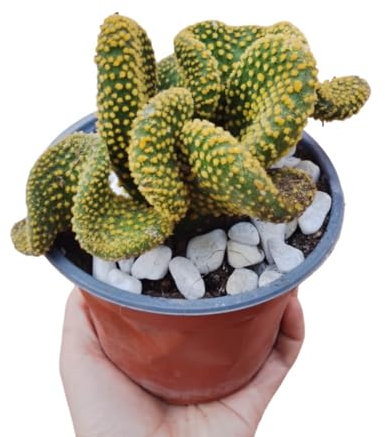 Opuntia microdasys ondulata mostruosa crestata rara gialla, ficodindia gialla, cactacee, pianta grassa resistente