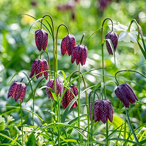 Snake's Head Fritillary Mixed Fritillaria Meleagris Purple Blooms RHS AGM Hardy Easy to Grow Your Own Garden Native Wildflowers 1x Packet (Approx. 25 Seeds) by Thompson and Morgan