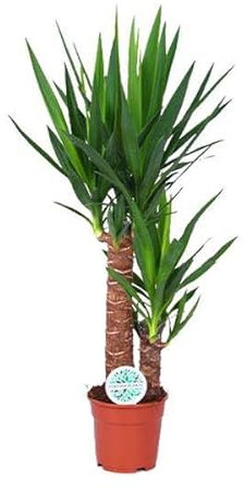 Palmlilie - Yucca - Zimmerpflanze - Ø17cm - 80cm