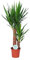 Yuca – Ø17 cm – 80 cm
