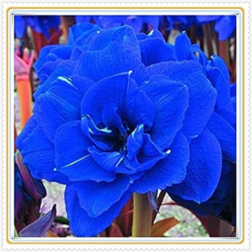 Winterharte Mehrjährige-Einfach zu Pflegen-Amaryllis Winterhart-Ausgezeichnete Verzierung,Wunderschön.-5Wurzel-J
