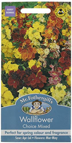 Mr. Fothergill's Choice Mixed Wallflower Seeds, cheerful mix