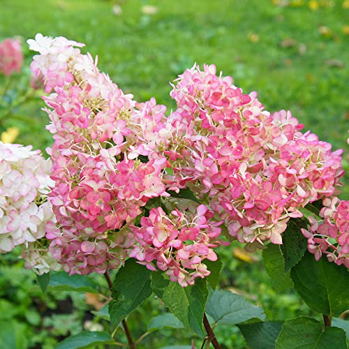 You Garden - 2 x Hydrangea paniculata Sundae Fraise in a 9cm Pot