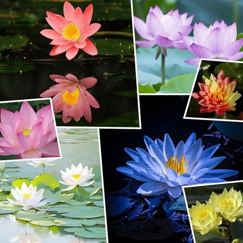 50pz Semi Fiori di Loto,Semi di Loto Acquatico, Piante Bonsai Giardino Domestico Pianta Idroponica Decorazione Floreale (Multicolore)