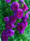 Lila Kletterrose Blumensamen Packung mit 100 Samen