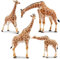 EYSCOTA 4PCS Giraffe Spielzeug Figuren Set, Realistische Wildtiere Mit Giraffe Kalb, Cake Topper für Kinder & Kleinkinder Ab 3 Jahren