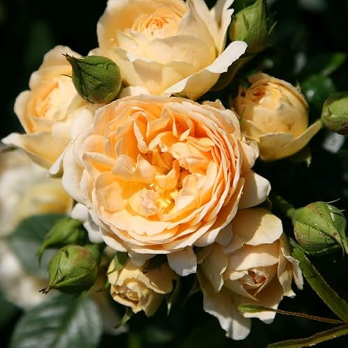 Plant Theory Happy Birthday Rose Bush Orange Flowering Roses Patio Rose 4L Pot
