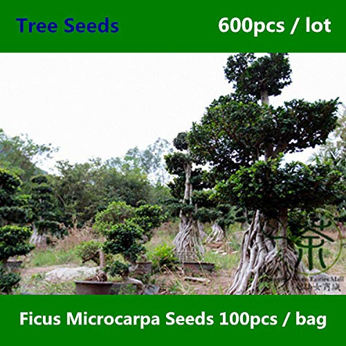 ShopMeeko Seeds: ^^Family Moraceae Ficus Microcarpa ^^^^ 600pcs, Ornamental Plant Greening Chinese Banyan ^^^^, Evergreen Tree Curtain Fig ^^^^