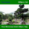Shopmeeko ^^ Familie Moraceae Ficus Microcarpa ^^^^ 600pcs, Zierpflanze BegrüNung chinesischer Banyan ^^^^, immergrüner Baum-Vorhang Fig ^^^^