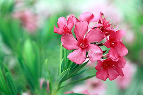 Pinkdose® Pinkdose Easy Flower Seeds to Grow Nerium Oleander Seeds Mixed Colors Like Pink, Red, White, Peach Plants for Balcony Seeds Kitchen Garden Seeds Pack