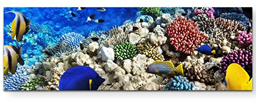 Paul Sinus Art Leinwandbilder | Bilder Leinwand 120x40cm Korallenriff mit Fischen im Roten Meer