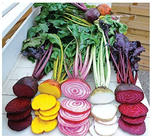 rote Beete Samen Rainbow 250 x Samen 100% Natursamen mehrfarbig