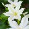 50 pcs clematis winterhart mehrjährig samen - balkonpflanzen winterhart winterharte balkonpflanzen,Clematis florida, pflanztopf blumen geschenk bienenwiese küchenkräuter seed mittagsblume